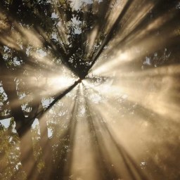 (Nicene Creed): God from God, Light from Light, True God from True God