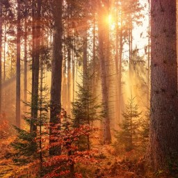 Seeking Rhythms of Silence: Annually